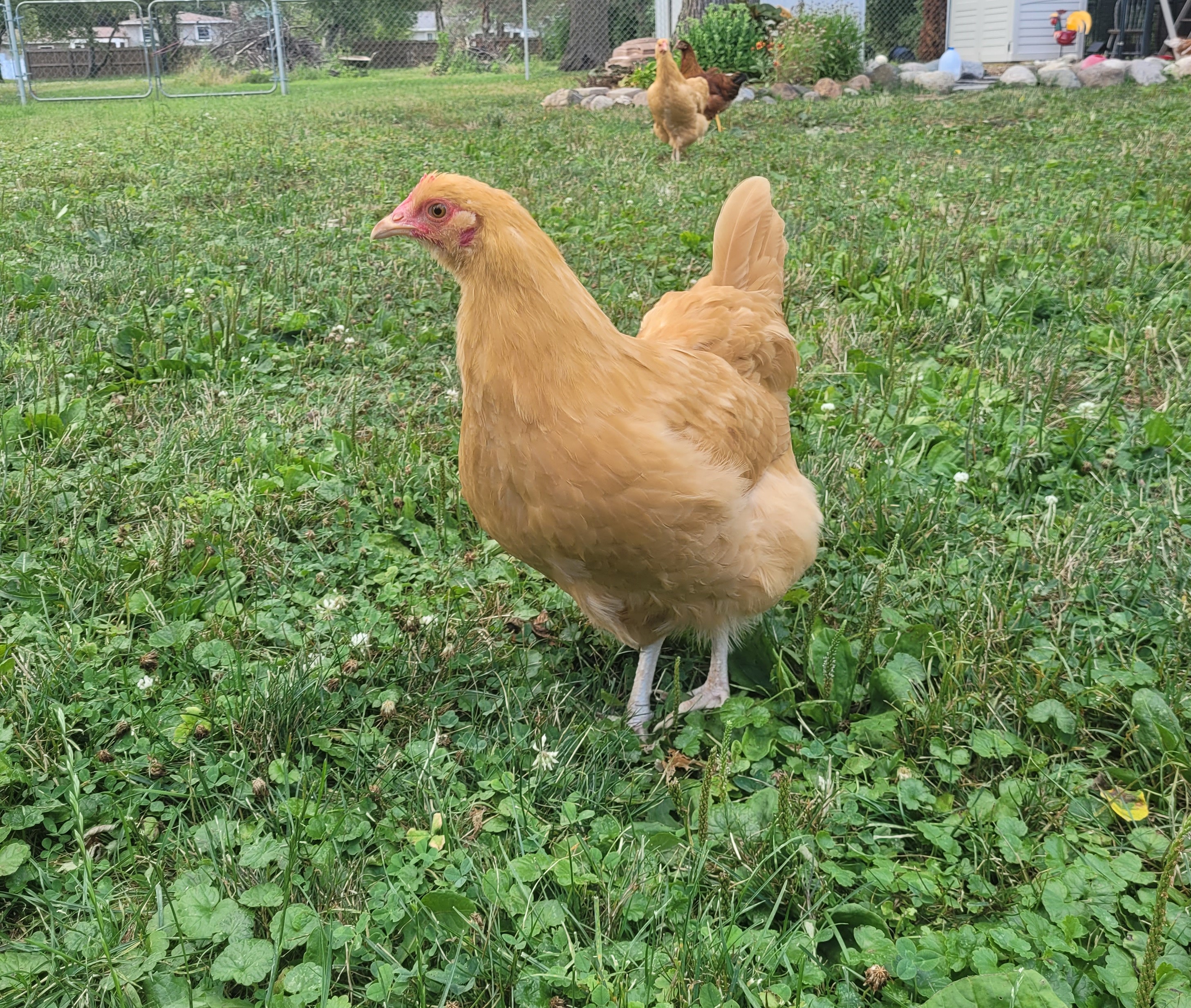 Read more about the article Chickens on Rural Homestead