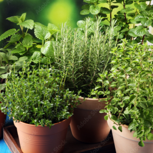 Read more about the article Five Must Have Herbs To Grow and Why