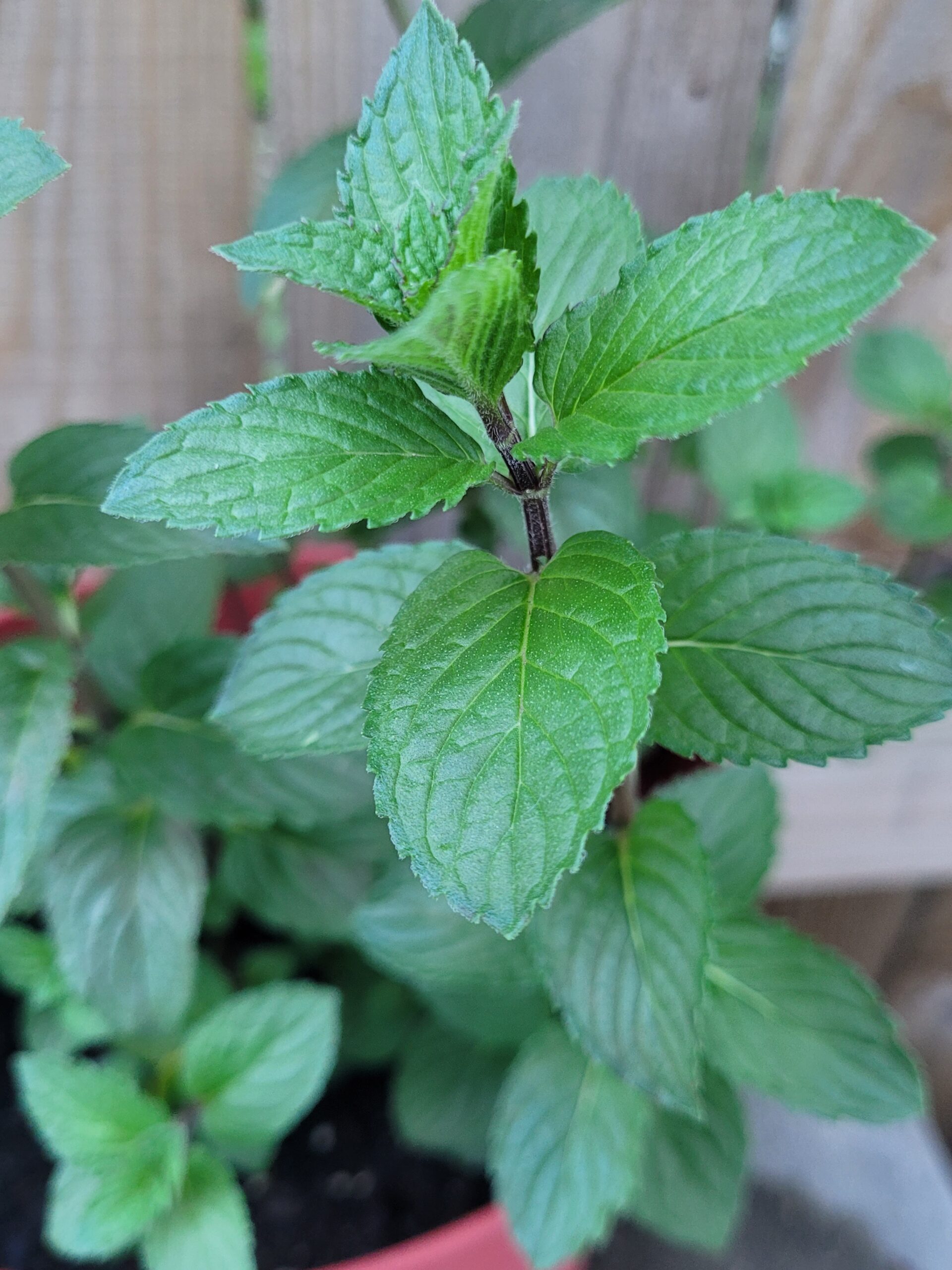 Read more about the article Lemon Balm 101