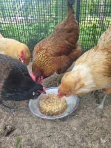 Read more about the article Keeping Chickens Cool in the Summer Heat