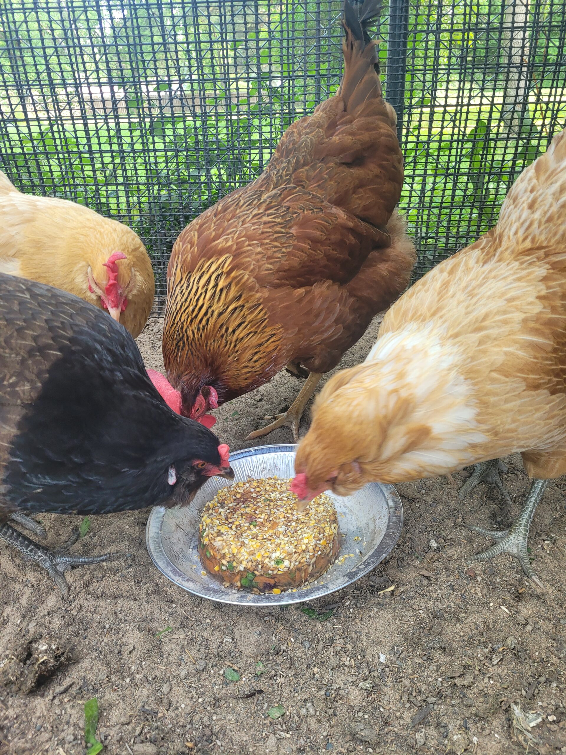 You are currently viewing Keeping Chickens Cool in the Summer Heat