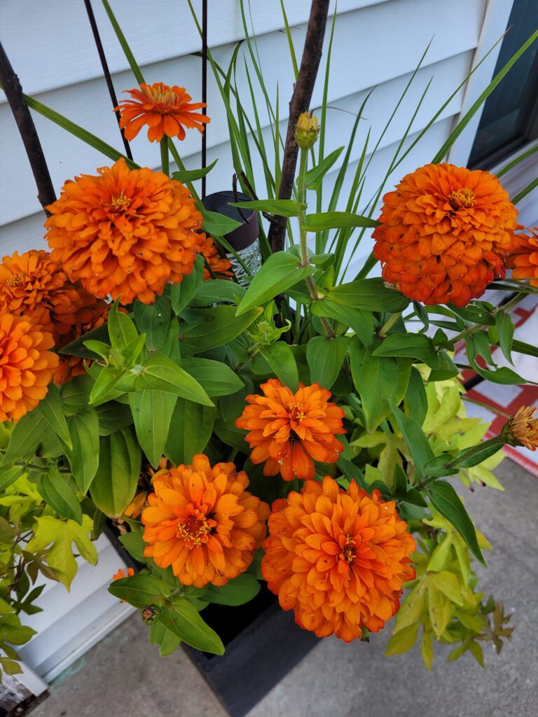 Orange Zinnias