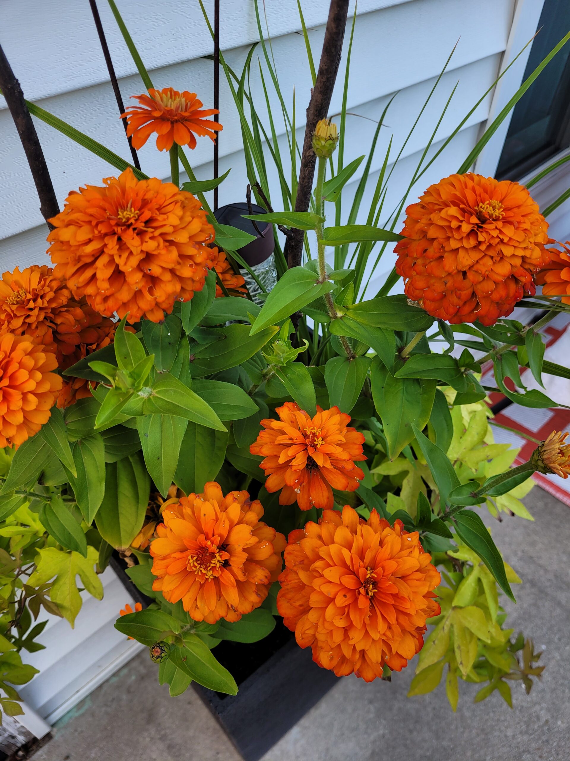 You are currently viewing All About Zinnias