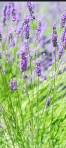 Read more about the article All About Lavender